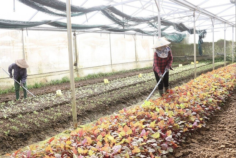 Ngành nông nghiệp thành phố đẩy mạnh các giải pháp hỗ trợ để thúc đẩy sản xuất VietGAP. Ảnh: TRẦN TRÚC