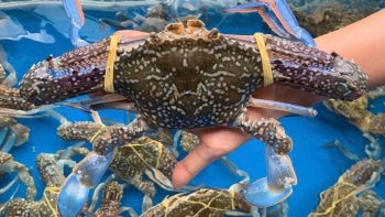 Xuất khẩu ghẹ Việt Nam tăng tốc: Cơ hội mở rộng thị trường và nâng giá trị sản phẩm