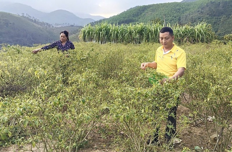 Anh Lỷ Văn Quạn cùng các hộ trồng thu hoạch ớt chào mào. Anh Lỷ Văn Quạn cùng các hộ trồng thu hoạch ớt chào mào.