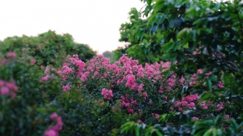 Loại cây mọc nhiều trên vỉa hè: Vừa mang phúc khí, vừa là “thuốc quý” cho gia đình