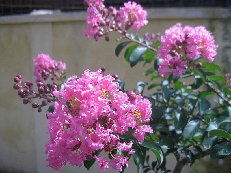 Loại cây mọc nhiều trên vỉa hè: Vừa mang phúc khí, vừa là “thuốc quý” cho gia đình