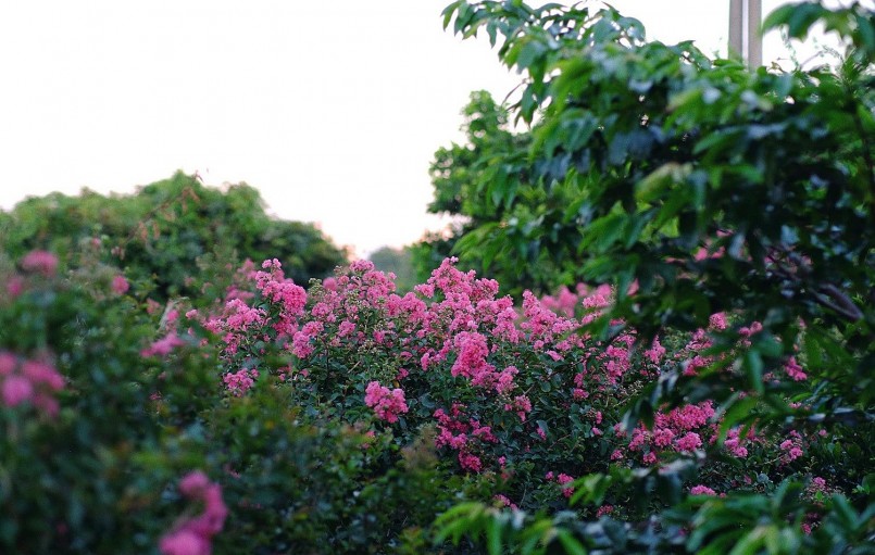 Loại cây mọc nhiều trên vỉa hè: Vừa mang phúc khí, vừa là “thuốc quý” cho gia đình