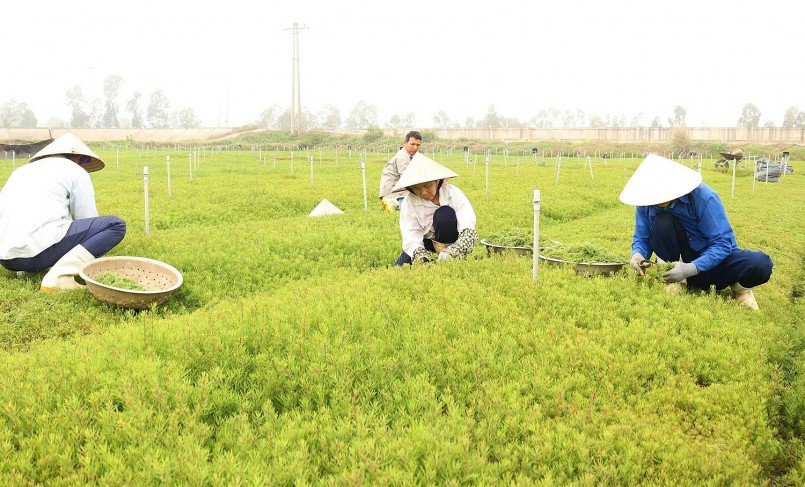 Từ rau dại ven đường đến đặc sản lạ: Trồng quanh năm, thu hoạch sau 3 tháng