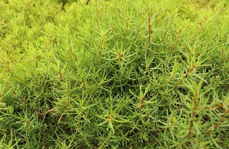 Từ rau dại ven đường đến đặc sản lạ: Trồng quanh năm, thu hoạch sau 3 tháng