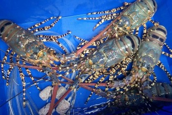 Giữ đà tăng trưởng tại Trung Quốc: Doanh nghiệp tôm Việt phải đổi mới gì?