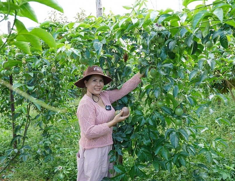 Xuất khẩu chanh leo vượt 200 triệu USD, hướng tới ngành hàng tỷ đô