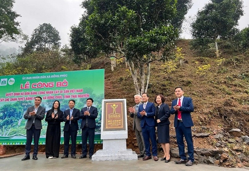 12 cây chè shan tuyết được công nhận là Cây Di sản Việt Nam