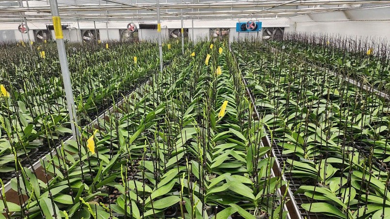 Quy trình sản xuất lan hồ điệp vô cùng nghiêm ngặt