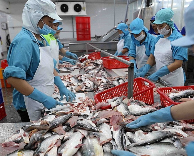 Từ ao nuôi tới bàn ăn quốc tế: Xuất khẩu cá tra Việt Nam vượt mốc 2 tỷ USD Từ ao nuôi tới bàn ăn quốc tế: Xuất khẩu cá tra Việt Nam vượt mốc 2 tỷ USD