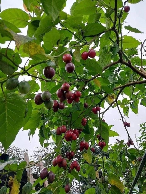 Cà chua thân gỗ có nguồn gốc từ khu vực Nam và Trung Mỹ, đặc trưng bởi thân gỗ và tán lá rậm. Cà chua thân gỗ có nguồn gốc từ khu vực Nam và Trung Mỹ, đặc trưng bởi thân gỗ và tán lá rậm.