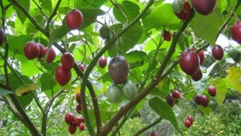 Loại quả từng có giá đắt bậc nhất thế giới nay phủ sóng vườn Việt