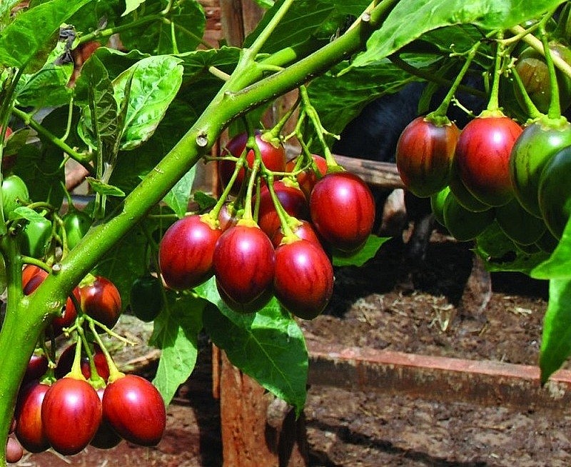 Loại quả từng có giá đắt bậc nhất thế giới nay phủ sóng vườn Việt Loại quả từng có giá đắt bậc nhất thế giới nay phủ sóng vườn Việt