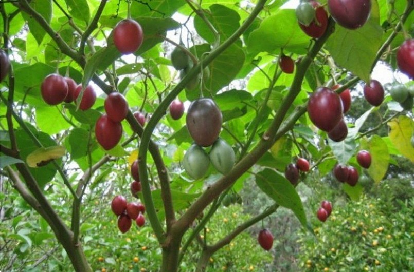 Loại quả từng có giá đắt bậc nhất thế giới nay phủ sóng vườn Việt Loại quả từng có giá đắt bậc nhất thế giới nay phủ sóng vườn Việt