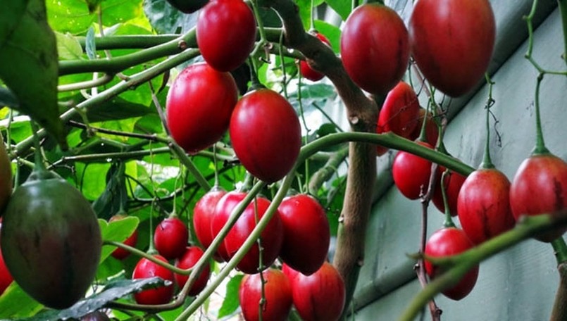 Loại quả từng có giá đắt bậc nhất thế giới nay phủ sóng vườn Việt Loại quả từng có giá đắt bậc nhất thế giới nay phủ sóng vườn Việt