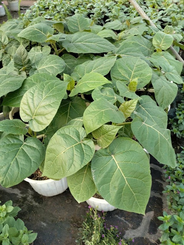 Loại quả từng có giá đắt bậc nhất thế giới nay phủ sóng vườn Việt Loại quả từng có giá đắt bậc nhất thế giới nay phủ sóng vườn Việt