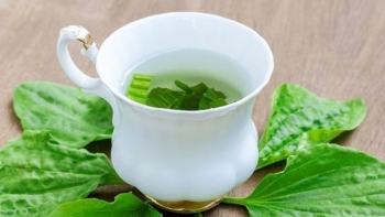 Bài thuốc dân gian từ cây mã đề trong đông y