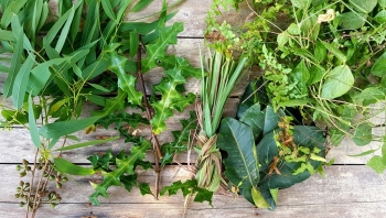 Xông hơi phòng và giải bệnh cảm cúm hữu hiệu