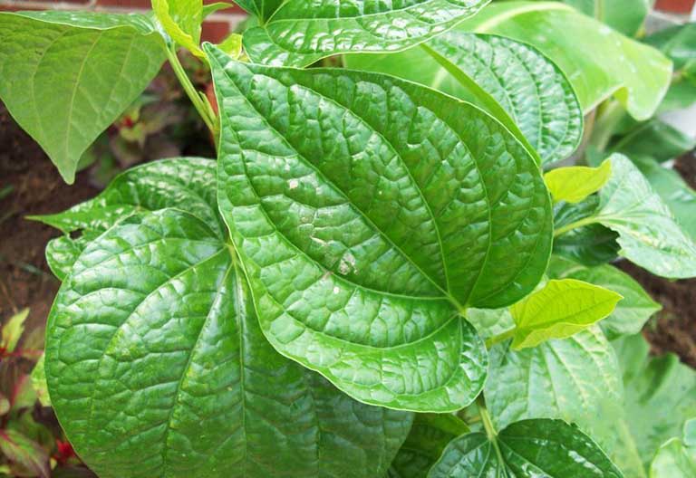 Mẹo Chữa Bệnh Trĩ Bằng Lá Lốt Đơn Giản, Dễ Thực Hiện