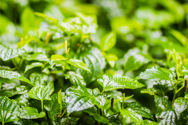 6 cách trị mụn bằng lá lốt không phải ai cũng biết