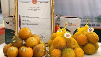 Hòa Bình vào vụ thu hoạch cam Cao Phong