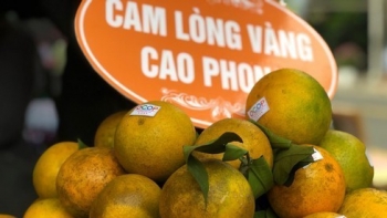 Nhiều dư địa phát triển sản phẩm đạt chuẩn OCOP từ cam Hòa Bình