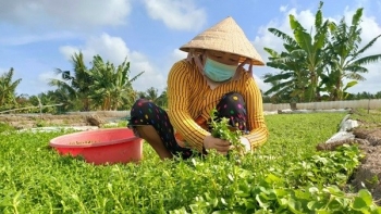 Trồng loại rau xanh mướt mọc tua tủa như cỏ dại, người có tiền mua đất, người bỏ túi trăm triệu