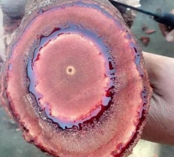 Loại cây dại trong rừng nhựa đỏ như máu là thần dược bí truyền bị khai thác tận diệt, giờ ra sao?