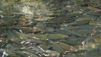 Suối cá thần Cẩm Lương – điểm đến không thể bỏ lỡ của mảnh đất xứ Thanh