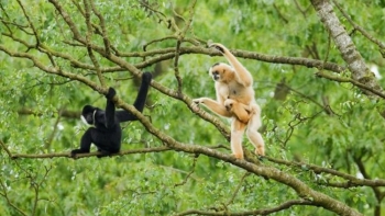 Khám phá Vườn quốc gia Pù Mát –“Kho vàng xanh” giữa lòng Nghệ An