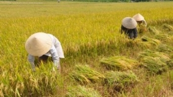 Thanh Hóa: Người dân phải có kết quả xét nghiệm âm tính với SARS -Cov-2 mới được ra đồng