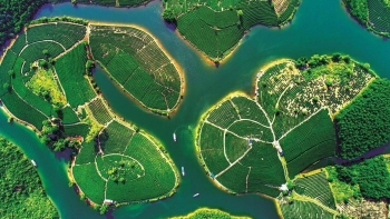 Khám phá đồi chè Thanh Chương - “Vịnh Hạ Long trên cạn” của miền Tây xứ Nghệ