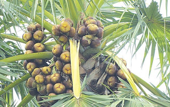 Đường thốt nốt- Đặc sản ngon ngọt nức tiếng mảnh đất An Giang Đường thốt nốt- Đặc sản ngon ngọt nức tiếng mảnh đất An Giang