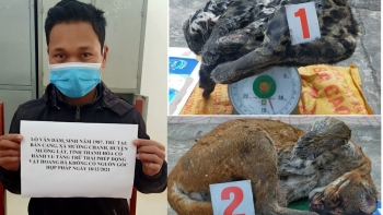 Thanh Hóa: Phát hiện, bắt giữ đối tượng tàng trữ  2 cá thể báo gấm và beo lửa