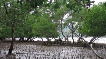 Nước mặn ở Đồng bằng sông Cửu Long lên cao dịp tết Nguyên đán