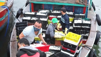 Ngư dân miền Trung trúng lớn trong chuyến biển đầu năm
