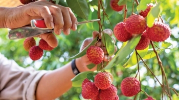 Chiến lược tiêu thụ vải thiều Bắc Giang năm 2021