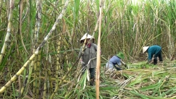 Nghệ An: Người dân phấn khởi vì giá mía đường nguyên liệu được tăng thêm 60.000đ/tấn