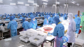 Hàng trăm nhà máy chế biến thủy sản tại các tỉnh phía Nam phải dừng hoạt động