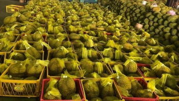 Nhật Bản siết kiểm tra đối với sầu riêng Việt Nam
