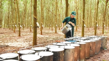 Lãi ròng của Cao su Việt Nam hụt 86 tỷ đồng sau soát xét