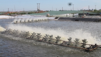 Bình Định: Sản lượng nuôi trồng thủy sản tăng 5,1%