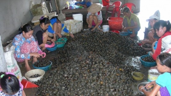 Giá ốc bươu đen và ốc lác tăng trở lại do nhu cầu tiêu thụ cao