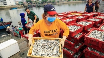 Ngư dân miền Trung trúng đậm mẻ cá đầu năm