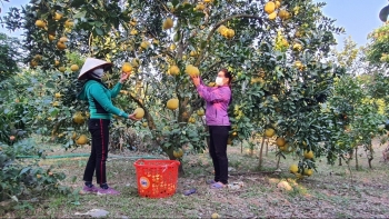 Lục Ngạn (Bắc Giang): Nỗ lực phát triển cam, bưởi trong tình hình mới