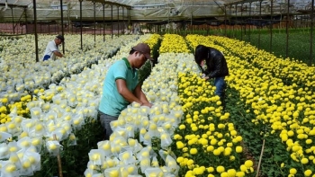 Xuất khẩu hoa Việt Nam sang Úc được nối lại từ ngày 01/3/2022