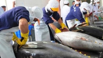 Xuất khẩu cá ngừ sang thị trường Mỹ tăng trưởng mạnh