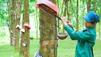 Việt Nam đứng vị trí thứ 4 cung cấp cao su cho Hàn Quốc