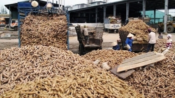 Xuất khẩu sắn và các sản phẩm từ sắn tăng trưởng tốt