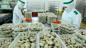 Xuất khẩu nghêu sang thị trường EU tăng trưởng mạnh
