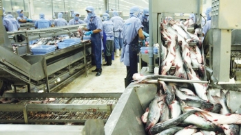 Xuất khẩu cá tra sang thị trường Hồng Kông tăng trưởng trở lại